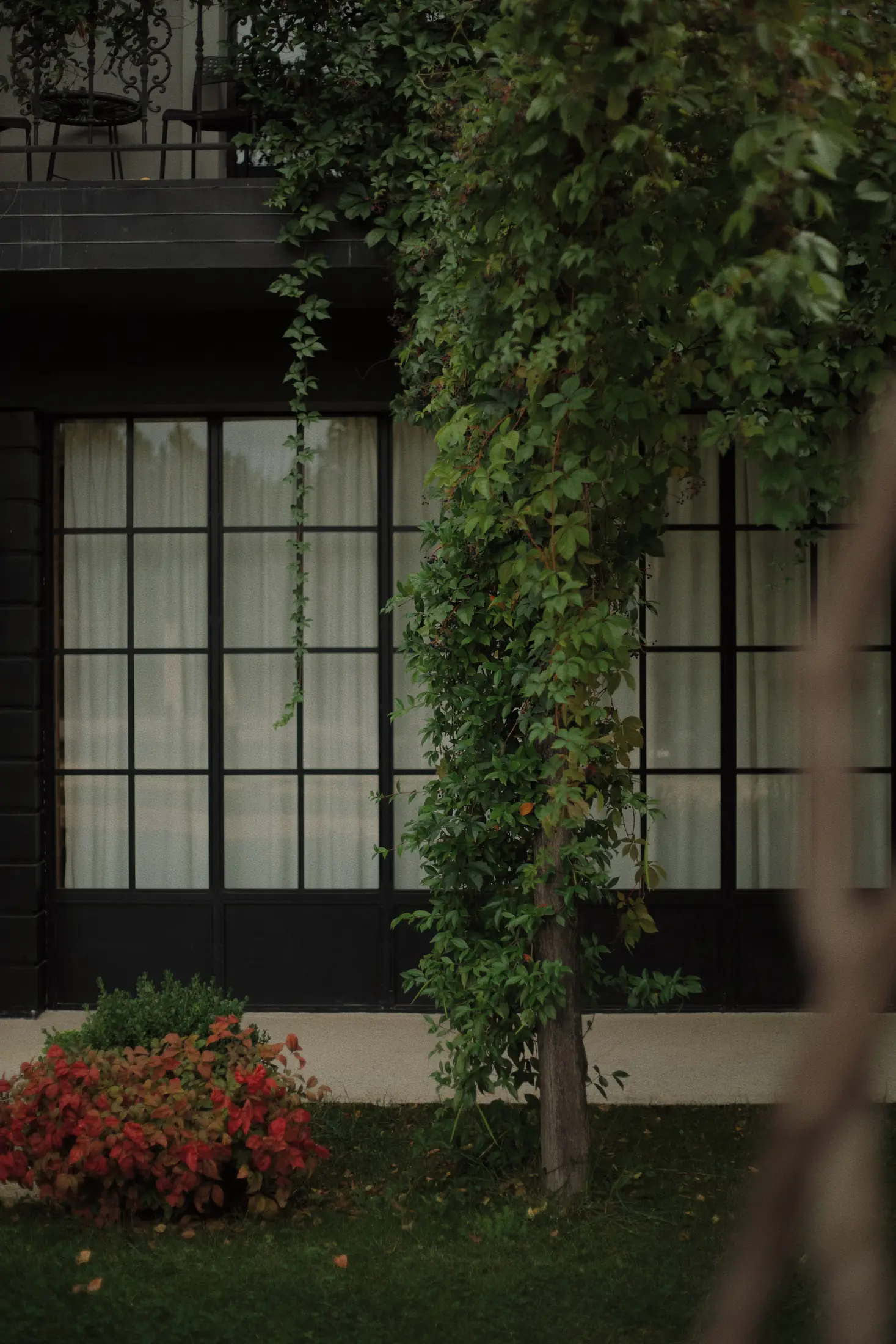 Ivy-covered restaurant window